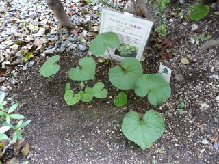 0509フタバアオイ地植えR.jpg