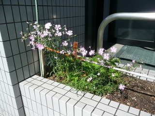 0623カワラナデシコ花壇R.jpg