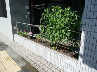 0623フジバカマ花壇R.jpg
