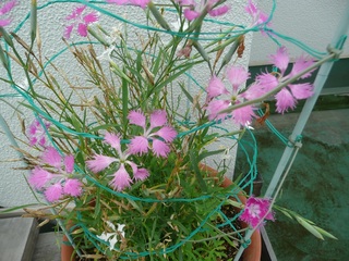 1005カワラナデシコ鉢屋上AR.jpg