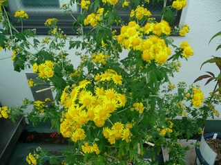 1104キクタニギク鉢屋上AR.jpg